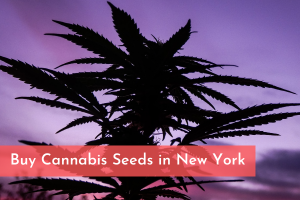 Buy Cannabis Seeds in New York