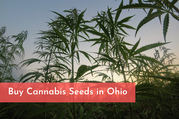 Buy Cannabis Seeds in Ohio