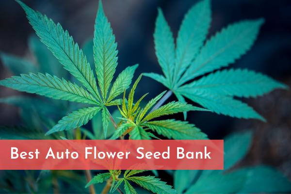 Best Auto Flower Seed Bank