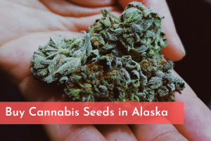 Buy Cannabis Seeds in Alaska