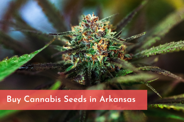 Buy Cannabis Seeds in Arkansas