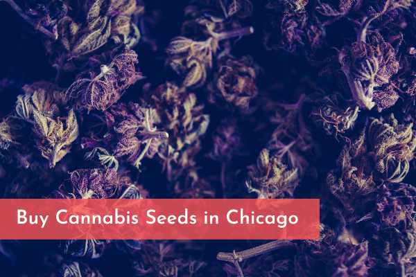 Buy Cannabis Seeds in Chicago