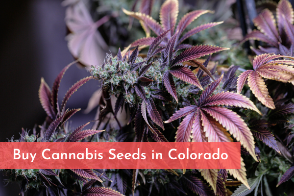 Buy Cannabis Seeds in Colorado
