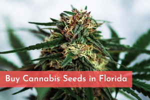 Buy Cannabis Seeds in Florida