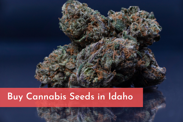 Buy Cannabis Seeds in Idaho