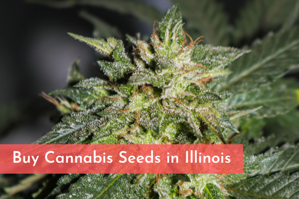 Buy Cannabis Seeds in Illinois