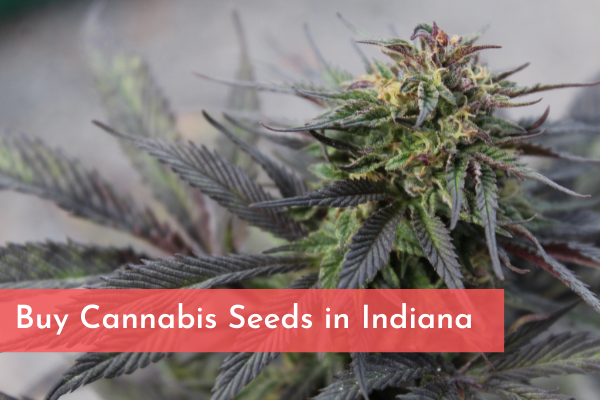 Buy Cannabis Seeds in Indiana