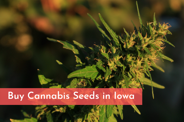 Buy Cannabis Seeds in Iowa