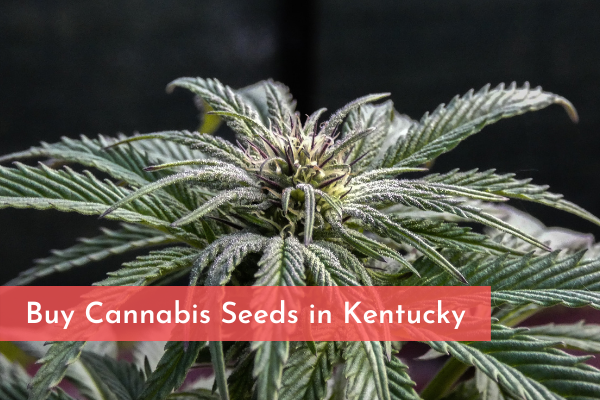 Buy Cannabis Seeds in Kentucky