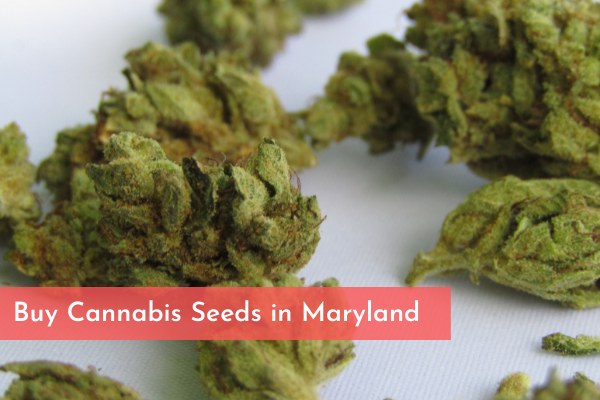 Buy Cannabis Seeds in Maryland