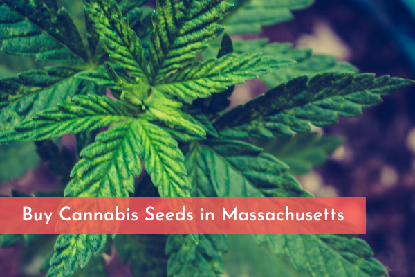 Buy Cannabis Seeds in Massachusetts