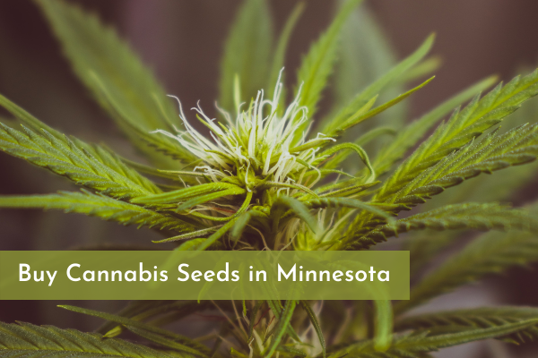 Buy Cannabis Seeds in Minnesota