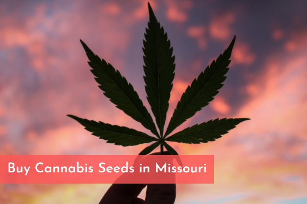 Buy Cannabis Seeds in Missouri