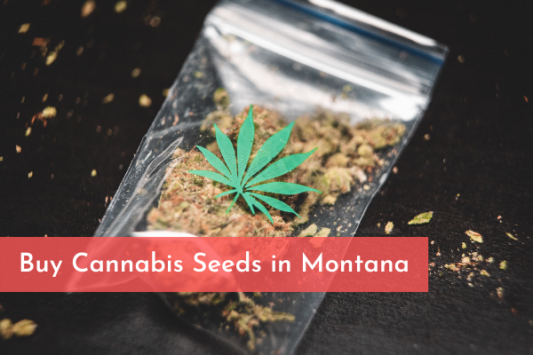 Buy Cannabis Seeds in Montana