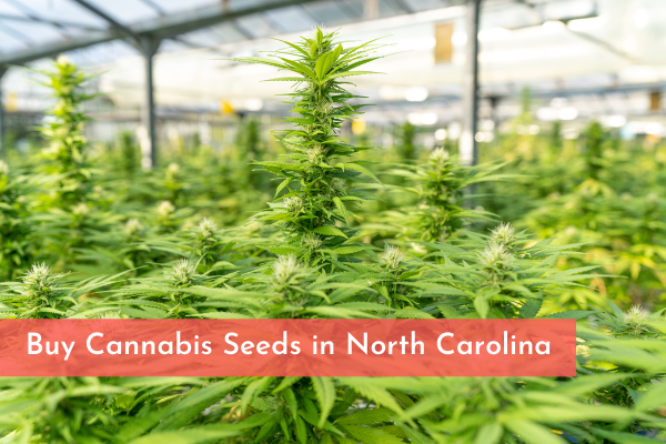 Buy Cannabis Seeds in North Carolina