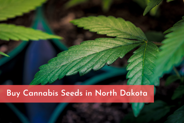 Buy Cannabis Seeds in North Dakota