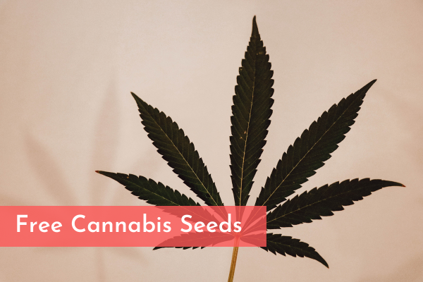 Free Cannabis Seeds