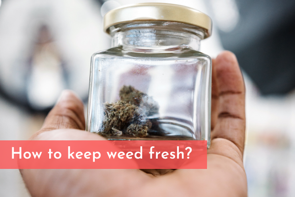 How to keep weed fresh